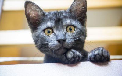 Il potere delle fusa