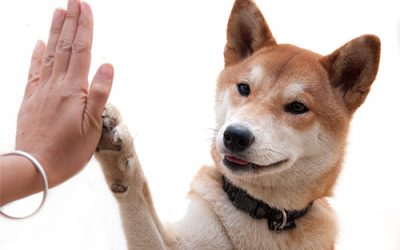 Carta dei diritti del cane