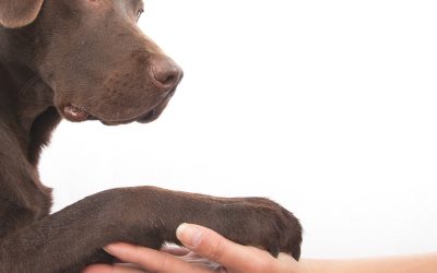 Differenza e comunicazione negli IAA (pet therapy)