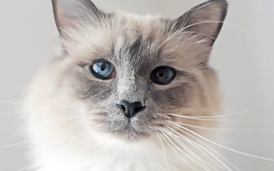 Convivenza gatto-bambino